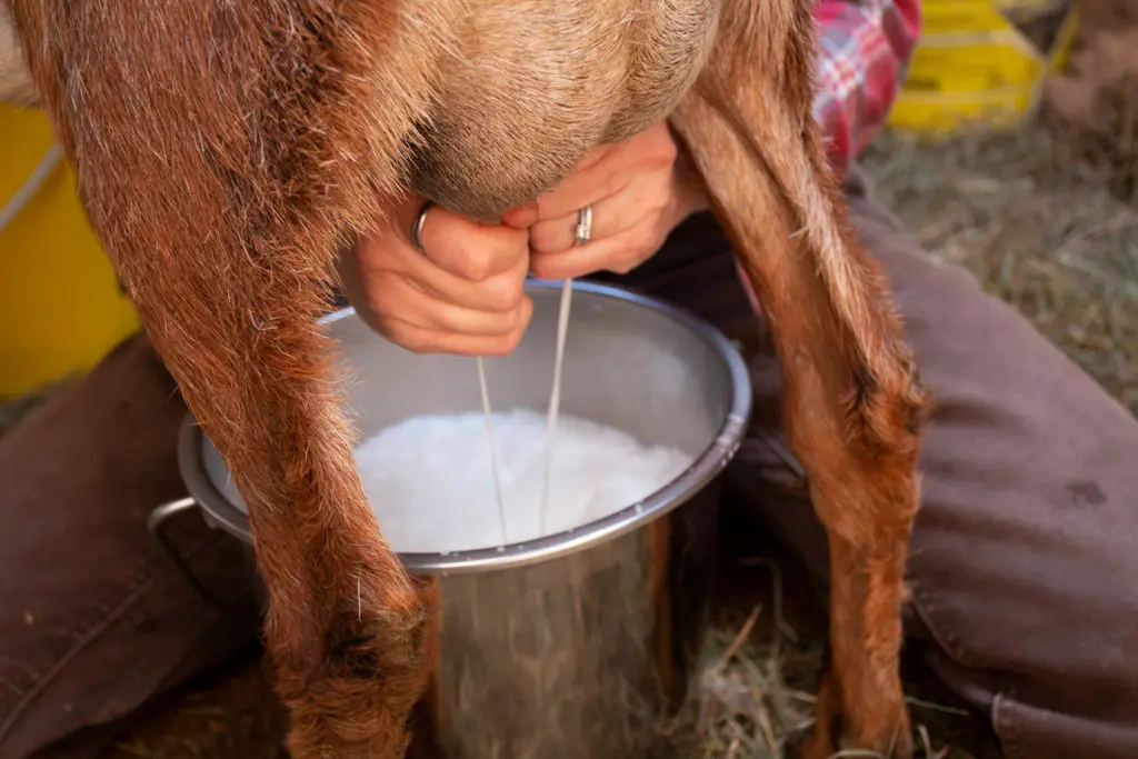 Goat Milk