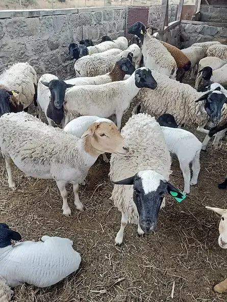 Dorper Sheep