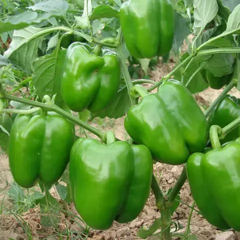 Capsicum