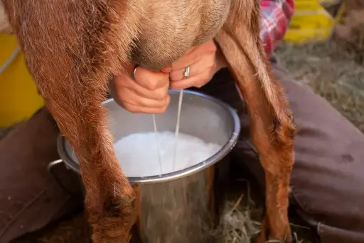 Goat Milk